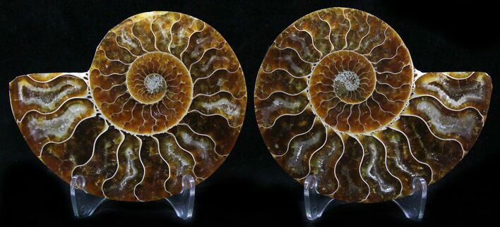 Polished Ammonite Pair - Million Years #26281